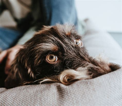 Vergiftung Beim Hund Symptome Erkennen Richtig Handeln Hunter Magazin