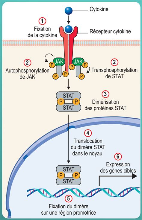 Guide Cytokines Récepteurs Des Cytokines Et Voies De Signalisation