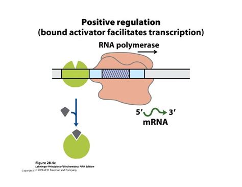 Regulation of gene expression in prokaryotes