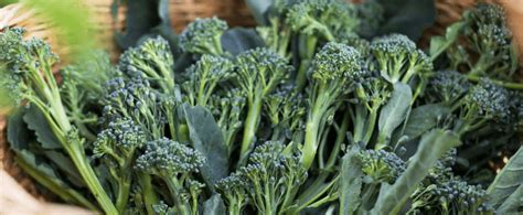 How To Grow Broccoli Rabe