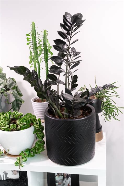 How To Care For The Stunning Raven Zz Plant And How To Propagate It