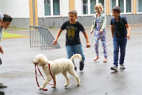 Schulhund Ronja Ricarda Huch Gymnasium