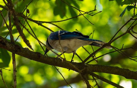 Free stock photo of blue jay