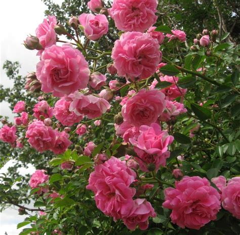 Prairie Places: Wild Prairie Roses