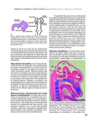 Embriología del sistema nervioso PDF