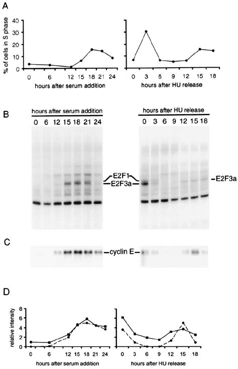 Analysis Of Cell Cycle Progression In Mefs A Mef Cells Were Download Scientific Diagram