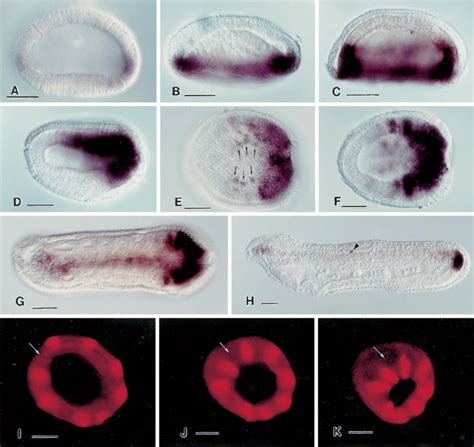 A K Whole Mounts Of Amphioxus Embryos All Scale Lines 50 µm A H In Download Scientific