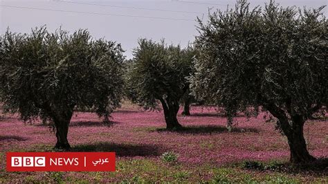 الحرب في سوريا زيتون عفرين تحوّل إلى مصدر دخل للجماعات المسلحة Bbc