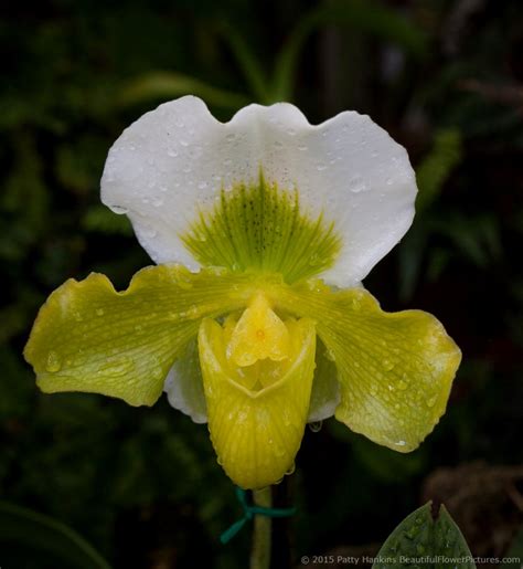 Paphiopedilum Orchids | Beautiful Flower Pictures Blog