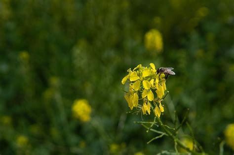 La abeja melífera se sienta en la flor amarilla la poliniza y