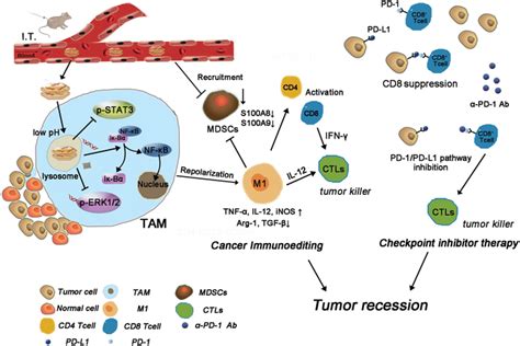 Schematic Diagram Of Checkpoint Inhibitor Therapy Combined With Cancer