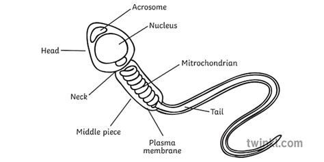 Spermatozoi Etichettati In Bianco E Nero Illustration Twinkl