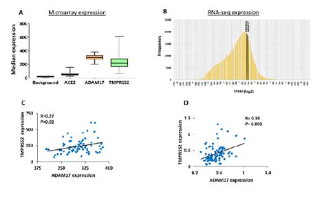 Gene Expression Profile Of Ace2 Adam17 And Tmprss2 In Human Pancreatic