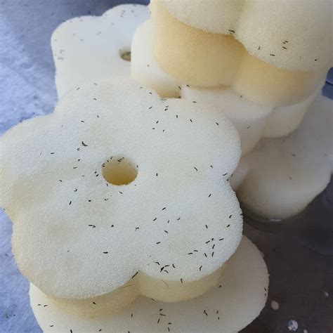 Dealing With White Particles In Hot Tub Causes And Solutions