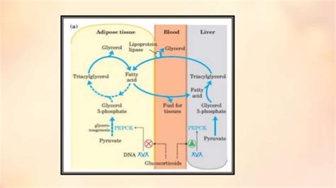 Glyceroneogenesis