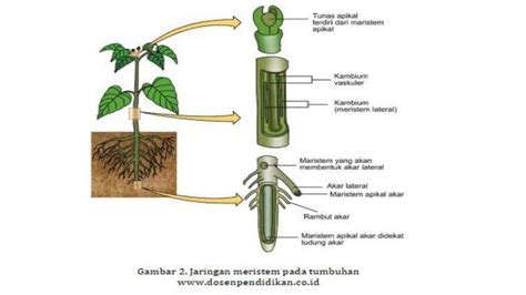 Mengenal Sel Jaringan Tumbuhan Jaringan Meristem Kambium Vaskuler