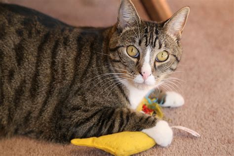 Fostering A Cat Can Ease Loneliness College Of Public Health Uga