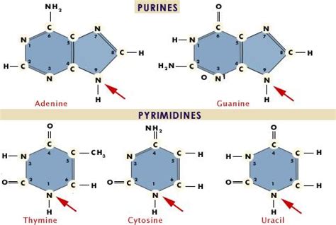 organic chemistry - What is the reason behind the numbering of nitrogen ...