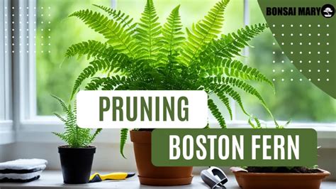 Boston Fern Pruning Techniques Guide