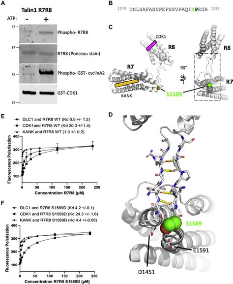 Cdk Cyclin A Phosphorylates Talin A Western Blotting Of Talin