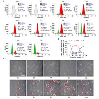 | The distribution changes of cells in G2, M and G1 phase after S ...