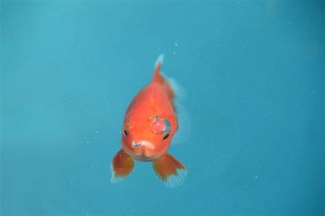 Common Goldfish: Care Guide, Varieties, Lifespan & More (with Pictures) | Pet Keen