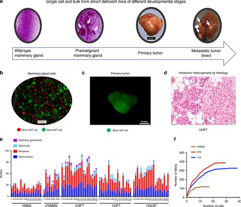 Somatic Snv Spectrum Of Mammary And Tumor Tissues With Brca Deficiency