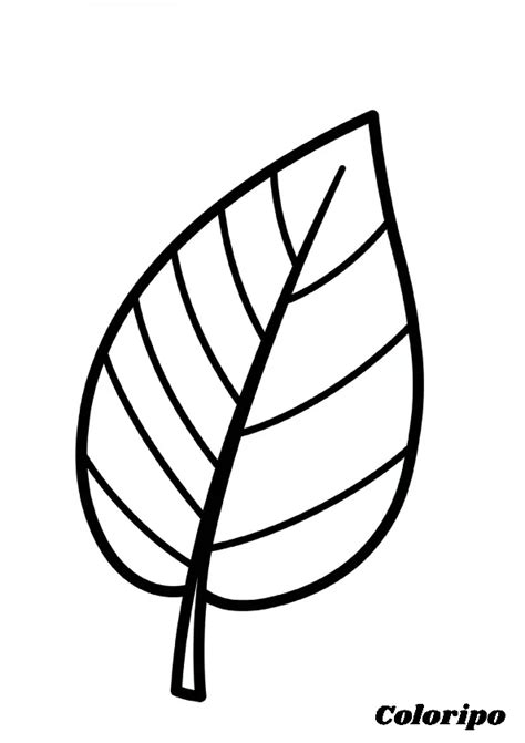 leaf coloring pages  sheets  printable coloripo