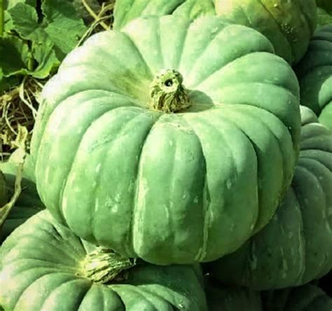 Pumpkin Seeds For Planting 10 Seeds Exotic And Hard To