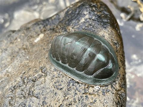 Chiton Beach Royalty Free Photos And Stock Images Shutterstock