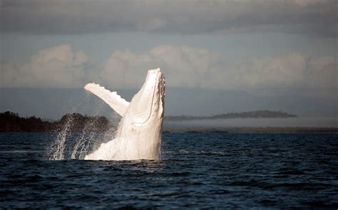 Rare Photos of Migaloo the Albino Humpback Whale