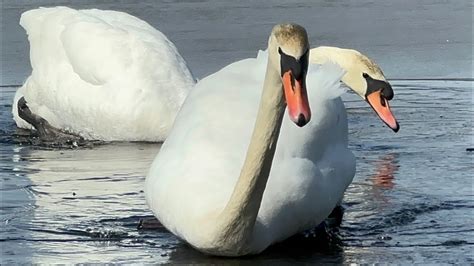 Swan Pair Took Flight Cob Chasing Off Intruders Then Back Seth