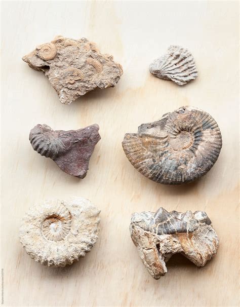 Fossil Collection By Stocksy Contributor Stephen Morris Stocksy