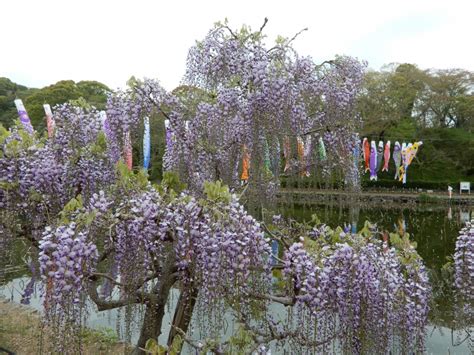 蓮華寺池公園の藤（藤枝市） しずおかはなさんぽ