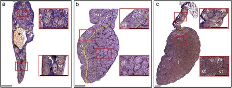 Histological Sections Of Mixed Sex Gonads Of Three Anuran Species Under