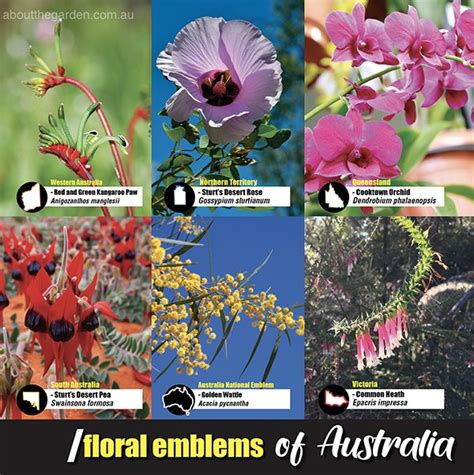 Floral Emblems Of Australia Gleam O Dawn