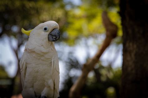 Photography of a White Parrot · Free Stock Photo