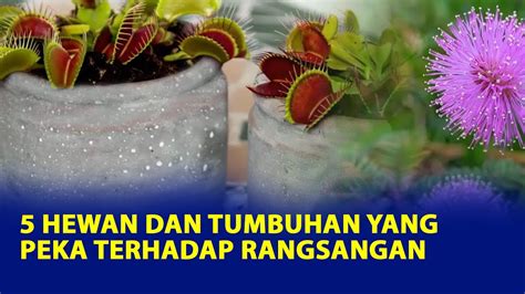 5 Hewan Dan Tumbuhan Yang Peka Terhadap Rangsangan Youtube