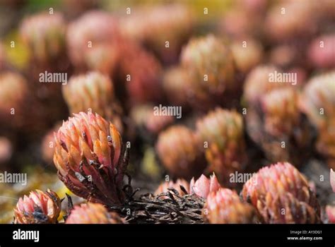 Crooked Yellow Stonecrop Also Known As Sedum Reflexum Which Belongs To