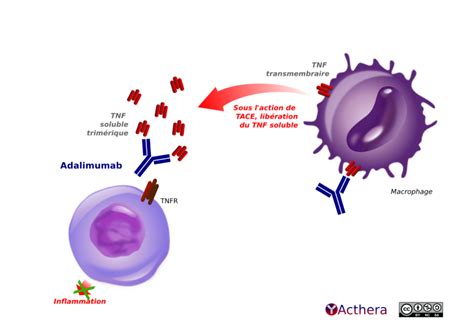 Adalimumab (HUMIRA®) [Guide des anticorps monoclonaux à usage ...