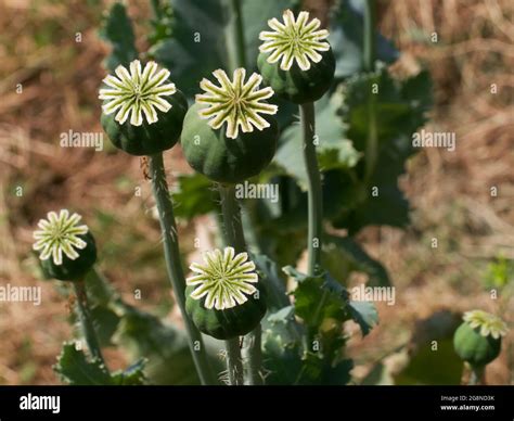 Papaver Somniferum Nmente Conocido Como La Adormidera O La Amapola