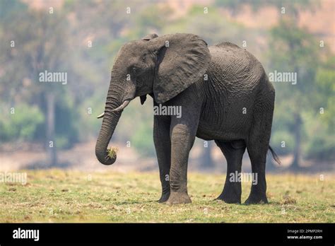 African Elephant Loxodonta Africana Stands Lifting Grass With Trunk