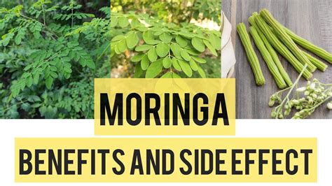 Health Benefits Of Moringa Side Effect The Truth About Moringa