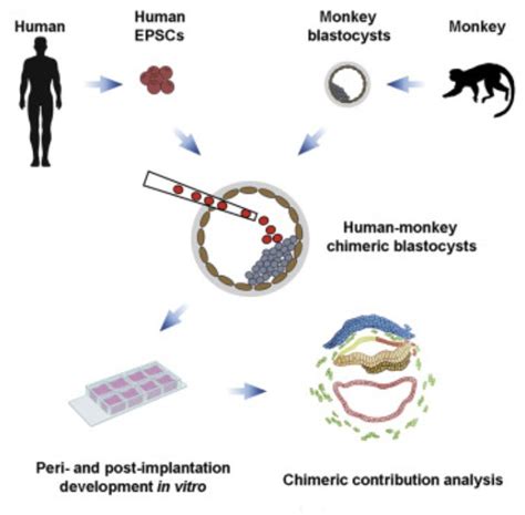 A Monkey/Man Embryo : Proslogion