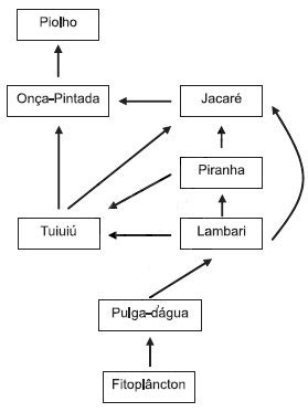 Aio O Esquema A Seguir Caracteriza Uma Teia