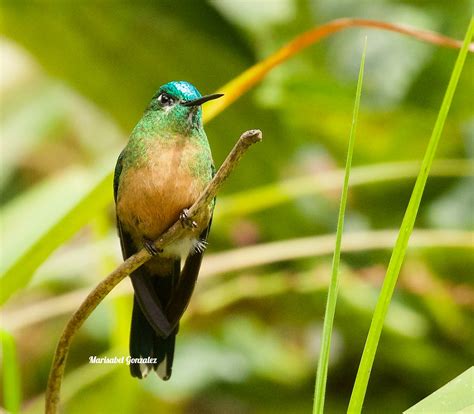 Fawn Breasted Brilliant Manizales Colombia Marisabel Gonzalez Flickr