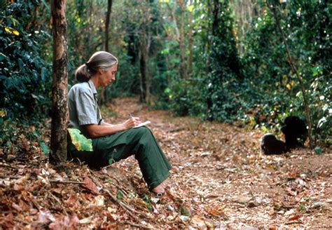 Jane Goodall Una De Las 100 Personas Más Influyentes Del Planeta Quo