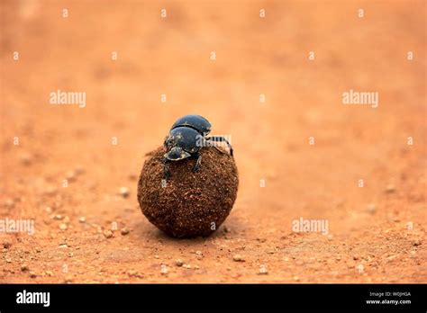 Dung Beetle Scarabaeus Hi Res Stock Photography And Images Alamy