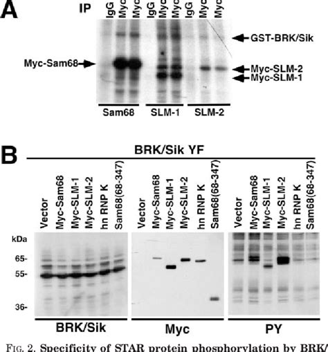 Figure 2 From The Nuclear Tyrosine Kinase BRK Sik Phosphorylates And