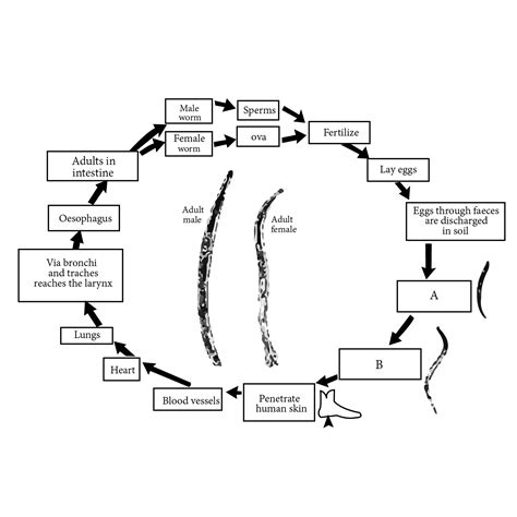 Ancylostoma Duodenale Life Cycle